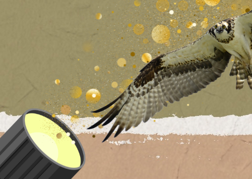 CLASSY CLASSIFYING OF ARTSY ANIMALS: PLAYING WITH ANIMALS  3,5