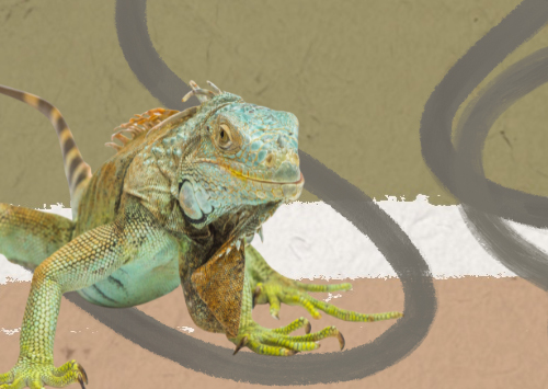 CLASSY CLASSIFYING OF ARTSY ANIMALS: VERTEBRATE DANCES  3,5